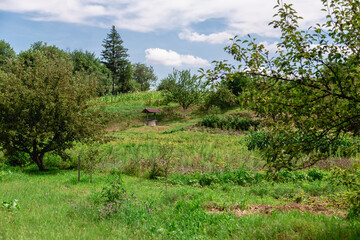 Obraz premium Summer landscape. Green meadow against trees