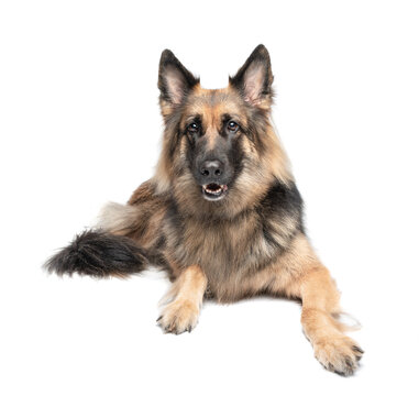 German Shepherd Isolated On A White Background