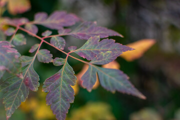Stained leaves closeup