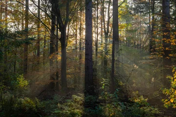 Foto auf Leinwand Sonnenstrahlen im Wald © Annemarie