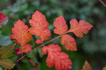 Red autumn leaves closeup