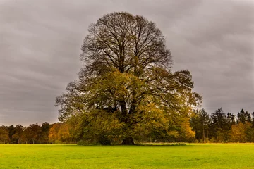 Fototapete landscape with tree © Annemarie