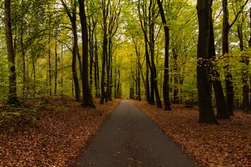 Fototapete road in autumn forest © Annemarie