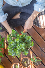 Closed top view caring for plants on balcony, green leaves, cactus