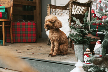 dog red poodle sitting on the porch of a house decorated for Christmas, backyard porch of the rural house decorated for Christmas, winter still life
