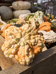 vegetables at the market