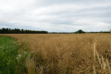 weizenfeld in frühling
