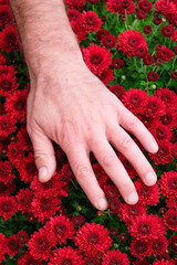 Male hand on a background of red chrysanthemums. Love concept. Vertical image. 