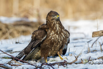 Mäusebussard (Buteo buteo)
