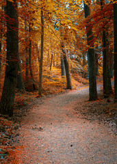 Obraz premium Color ful trees glowing iwth sunlight during autumn evening in a local park near gothenburg sweden