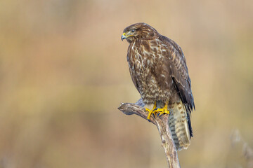 Mäusebussard (Buteo buteo)
