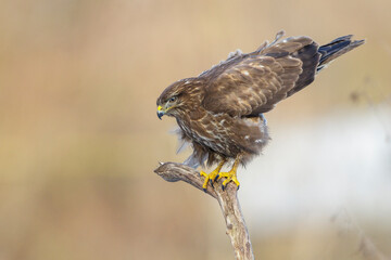 Mäusebussard (Buteo buteo)