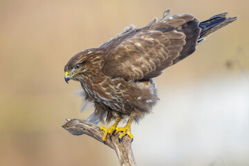 Mäusebussard (Buteo buteo)