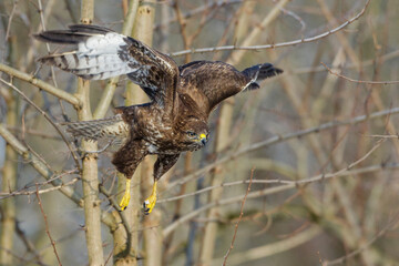 Mäusebussard (Buteo buteo)