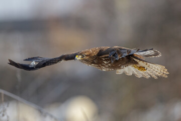 Mäusebussard (Buteo buteo)