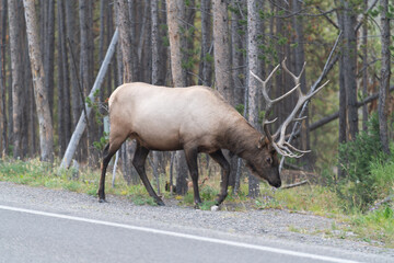 Large elk in woods
