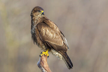 Mäusebussard (Buteo buteo)
