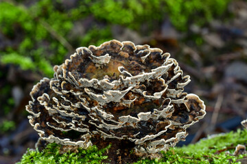 mushroom in the Forest. Tree mushrooms