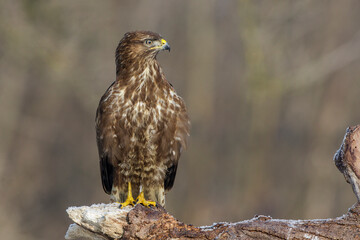 Mäusebussard (Buteo buteo)