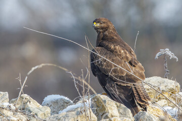 Mäusebussard (Buteo buteo)