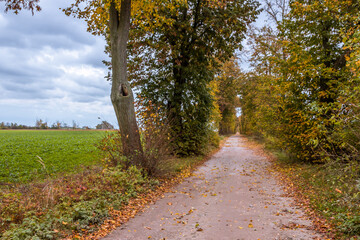 Autumn trees alley with colorful leaves in the park