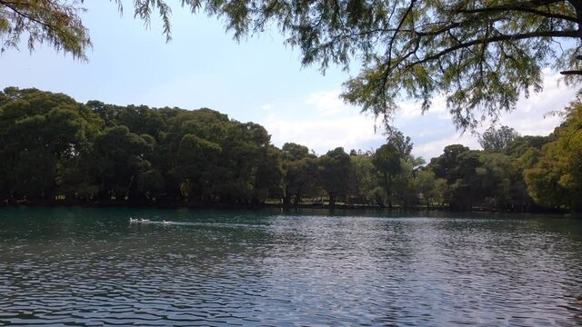 Vista de un lago en donde pasan unos patos nadando y en un paisaje arbolado.