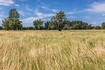 Fototapeta premium Summer view on a meadow in rural area of Mazowsze region in Poland