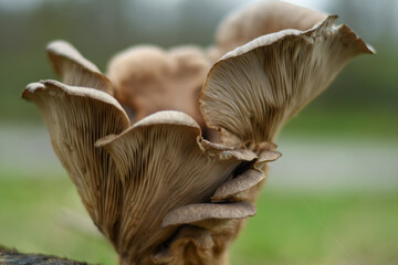 close up of mushroom. Tree mushrooms