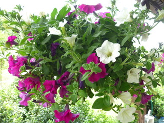 Działka Kwiaty Kolory Lata Kolory Tęczy