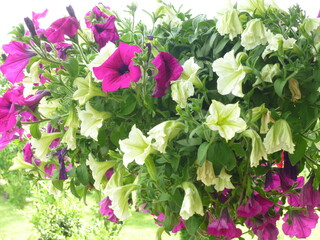 Działka Kwiaty Kolory Lata Kolory Tęczy © woodyd