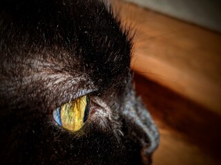 yeux de chat