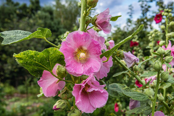 Blooming hollyhock flowers during summer in Poland