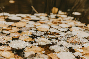 Floating fallen yellow leaves with drops of water on the surface of the pond