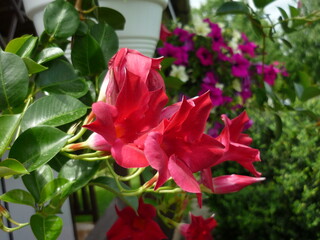 Działka Kwiaty Kolory Lata Kolory Tęczy