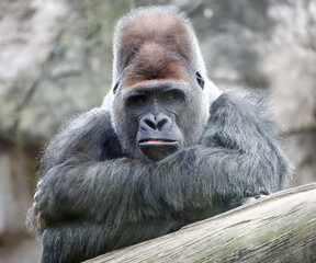 Adult dominant alpha male gorilla looks straight ahead.
