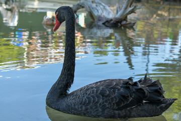 black swan on the river