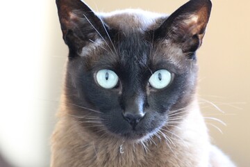 Chat