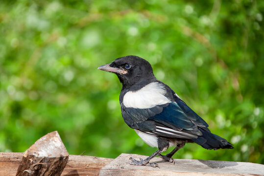 A Chick Of The Common Magpie During The First Flight.