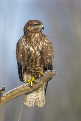 Mäusebussard (Buteo buteo)