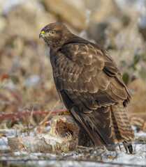Mäusebussard (Buteo buteo)