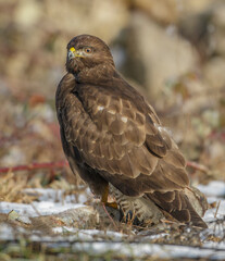 Mäusebussard (Buteo buteo)