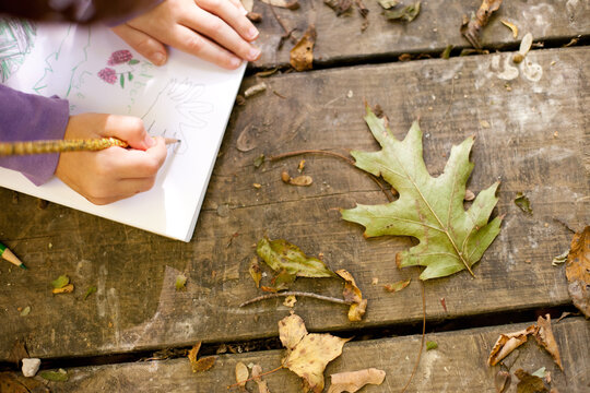 Child Drawing Fall Leaves While Studying Nature Outside, Art Class, Science