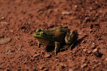 Grenouille