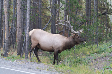 Large elk in woods