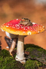 fly agaric mushroom