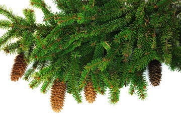 Branch of spruce with cones