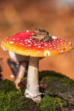 Fly Agaric Mushroom