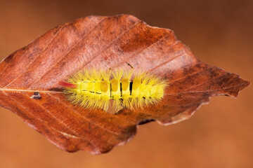 caterpillar on a leaf