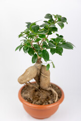 Small ficus bonsai with green leaves