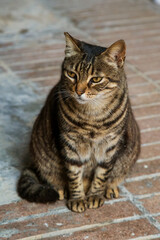 Naklejka na ściany i meble beautiful brooding tabby cat on the street